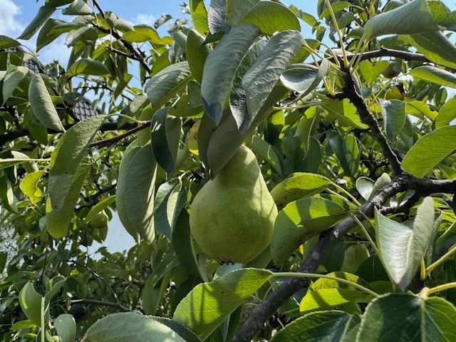 mit eigenen Obstbäumen