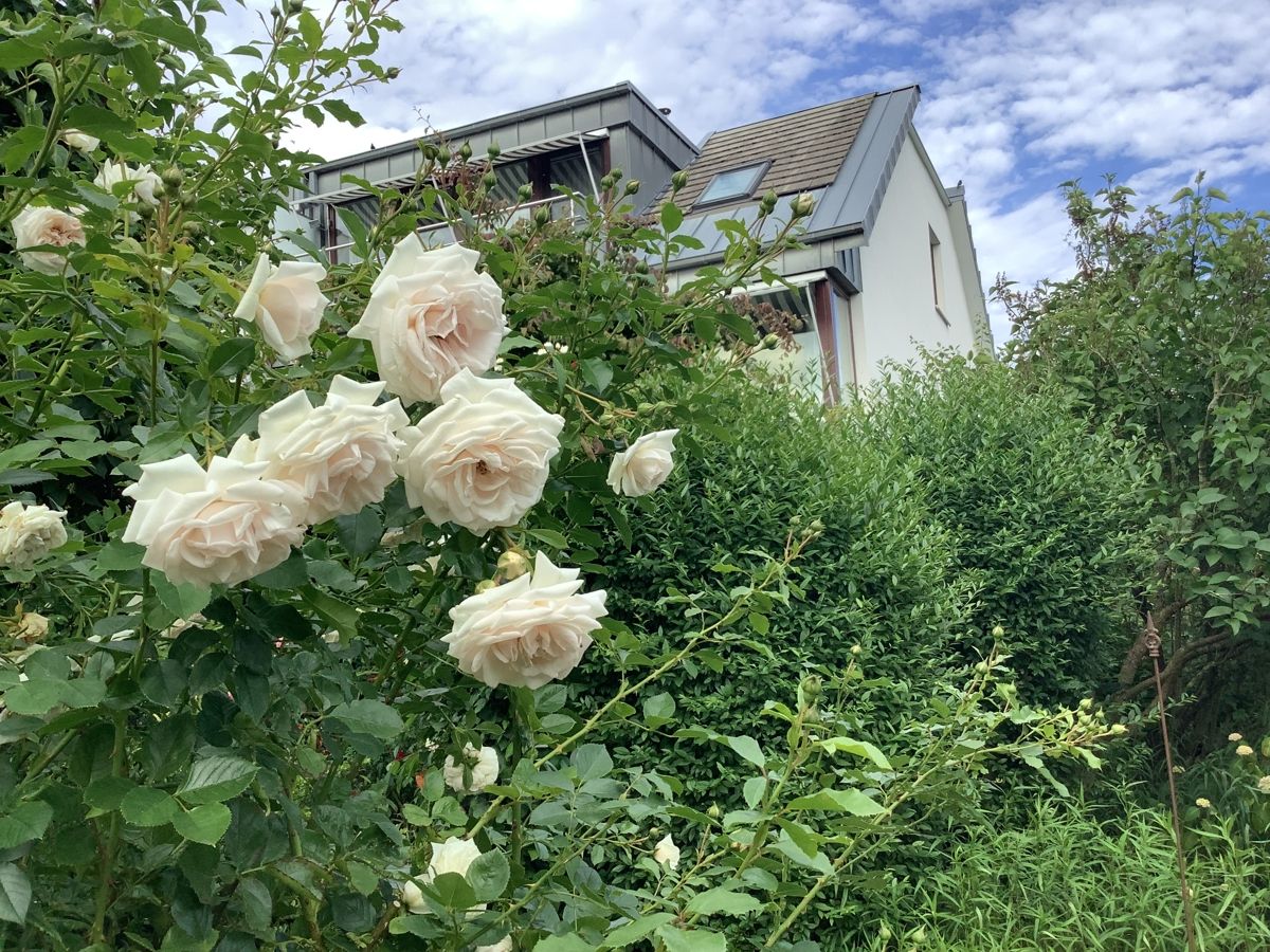 Wohnhaus Gartenansicht