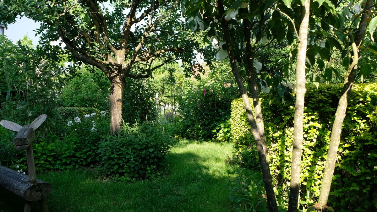 Baugrundstück: Hecken, Bäume 1