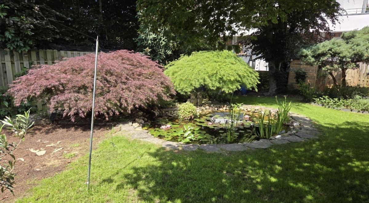 Teich mit den zwei Ahornbüsche