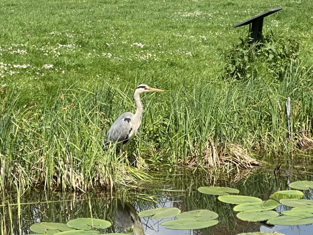 Blick auf den Ententeich