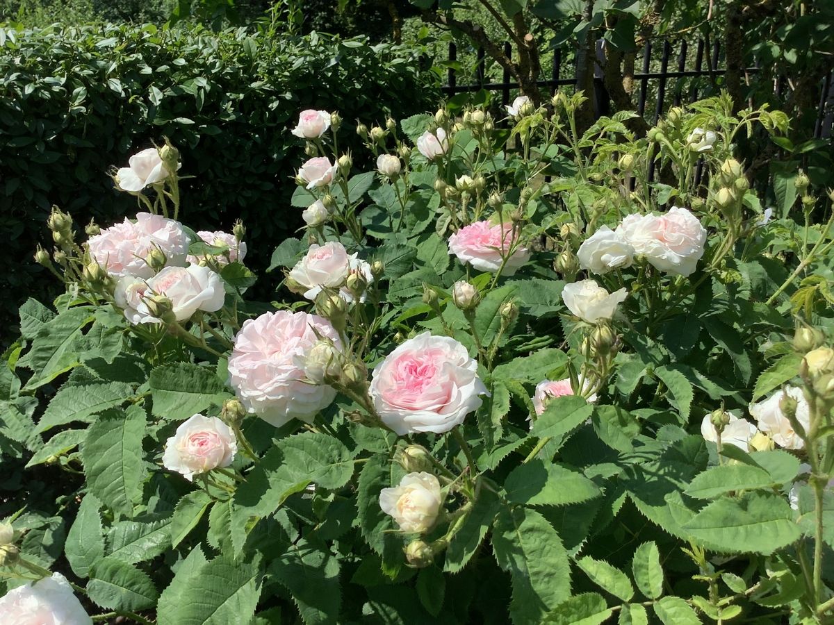 Baugrundstück: Rosenbeet